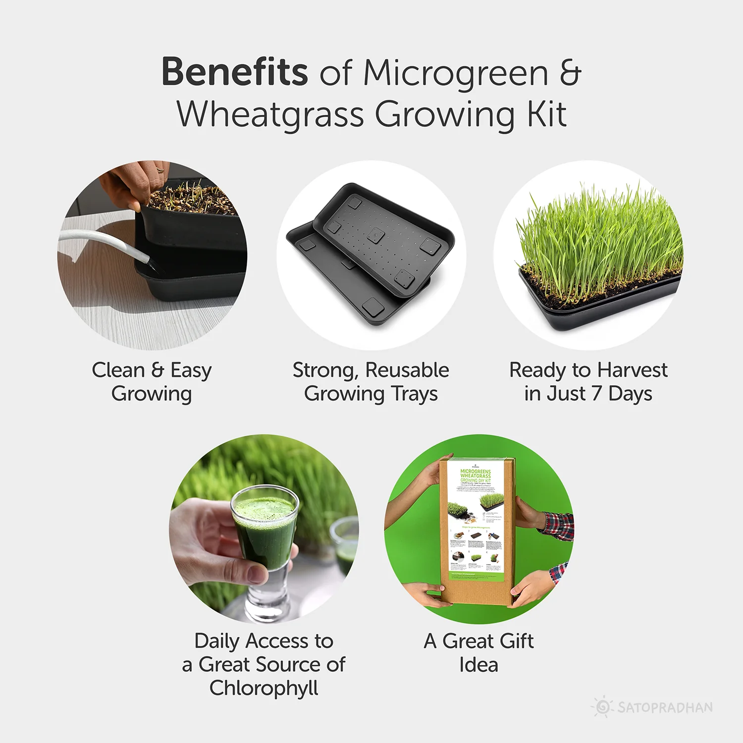 Microgreen & Wheatgrass Growing Kit -  Easy to Use DIY Kitchen Gardening Set - 4 Reusable Trays, Soilless Cocopeat Mix with Fenugreek, Alfalfa & Wheatgrass Seeds - Image 4