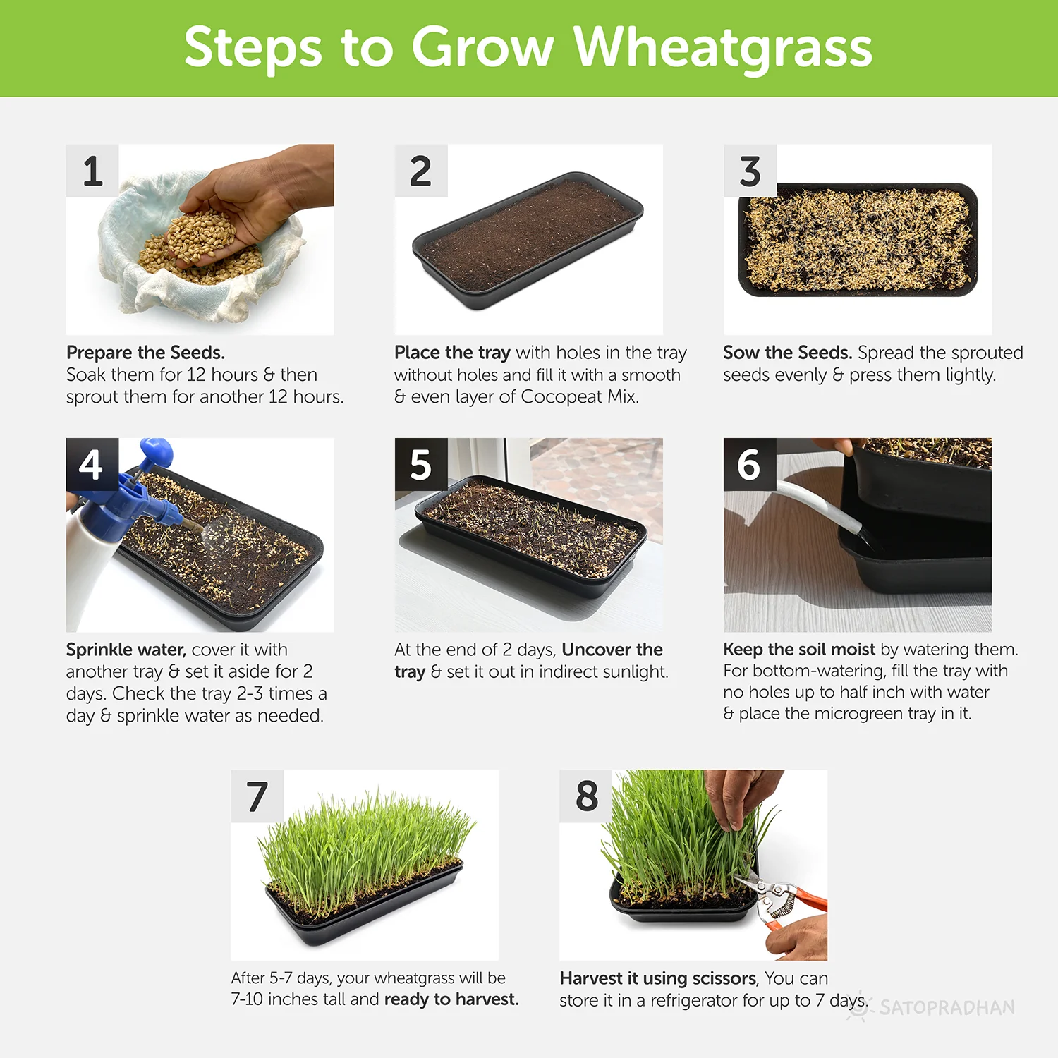Microgreen & Wheatgrass Growing Kit -  Easy to Use DIY Kitchen Gardening Set - 4 Reusable Trays, Soilless Cocopeat Mix with Fenugreek, Alfalfa & Wheatgrass Seeds - Image 5